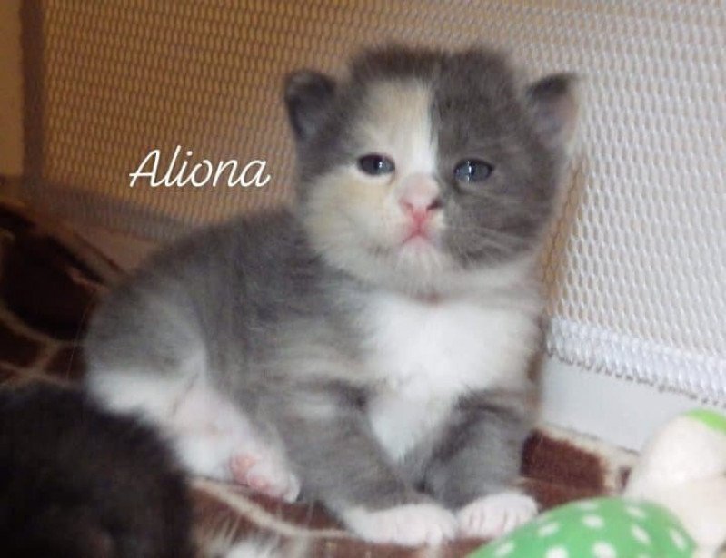 River of Aliona Des kurilians Breizh Femelle Kurilian Bobtail Longhair