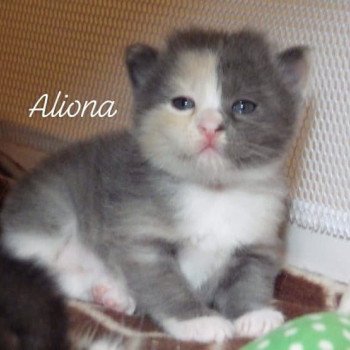 chaton Kurilian Bobtail Longhair blue tortie bicolor River of Aliona Chatterie Des Kurilians Breizh Kurilian Bobtail Longhair blue tortie bicolor