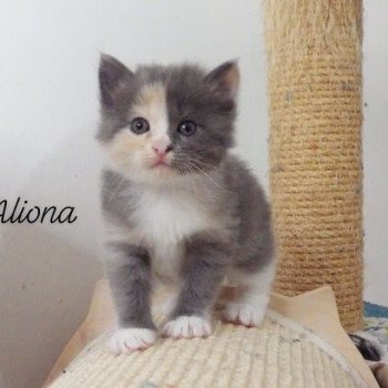 chaton Kurilian Bobtail Longhair blue tortie bicolor River of Aliona Chatterie Des Kurilians Breizh Kurilian Bobtail Longhair blue tortie bicolor