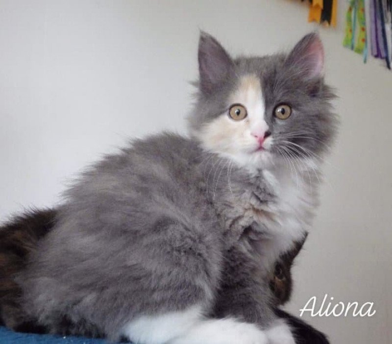 River of Aliona Des kurilians Breizh Femelle Kurilian Bobtail Longhair