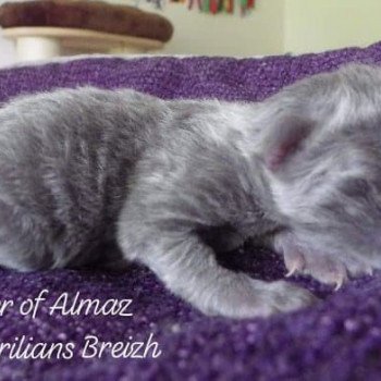chaton Kurilian Bobtail Longhair blue River of Almaz Chatterie Des Kurilians Breizh Kurilian Bobtail Longhair blue