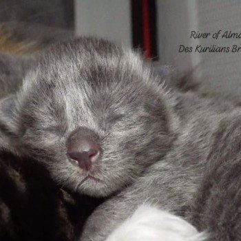 chaton Kurilian Bobtail Longhair blue River of Almaz Chatterie Des Kurilians Breizh Kurilian Bobtail Longhair blue
