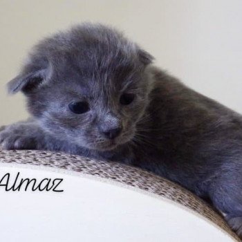 chaton Kurilian Bobtail Longhair blue River of Almaz Chatterie Des Kurilians Breizh Kurilian Bobtail Longhair blue