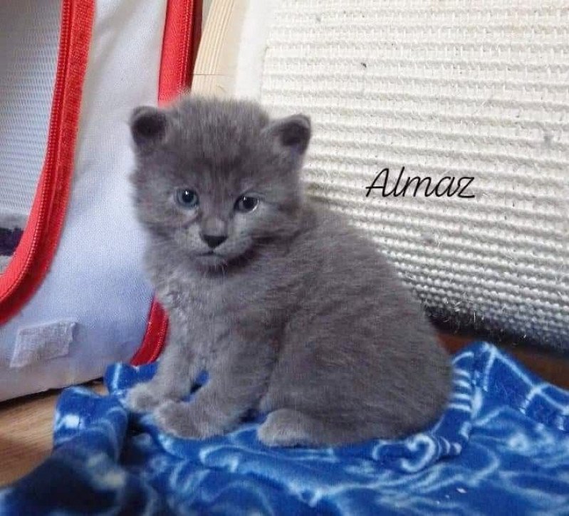 River of Almaz Des kurilians Breizh Mâle Kurilian Bobtail Longhair