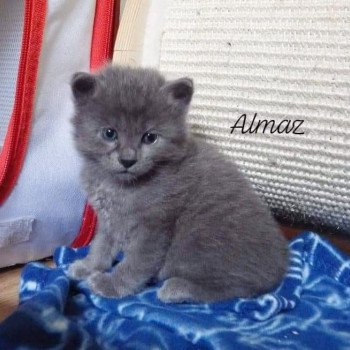 chaton Kurilian Bobtail Longhair blue River of Almaz Chatterie Des Kurilians Breizh Kurilian Bobtail Longhair blue