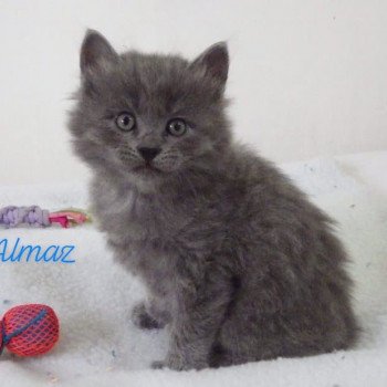 chaton Kurilian Bobtail Longhair blue River of Almaz Chatterie Des Kurilians Breizh chaton Kurilian Bobtail Longhair blue River of Almaz Chatterie Des Kurilians Breizh