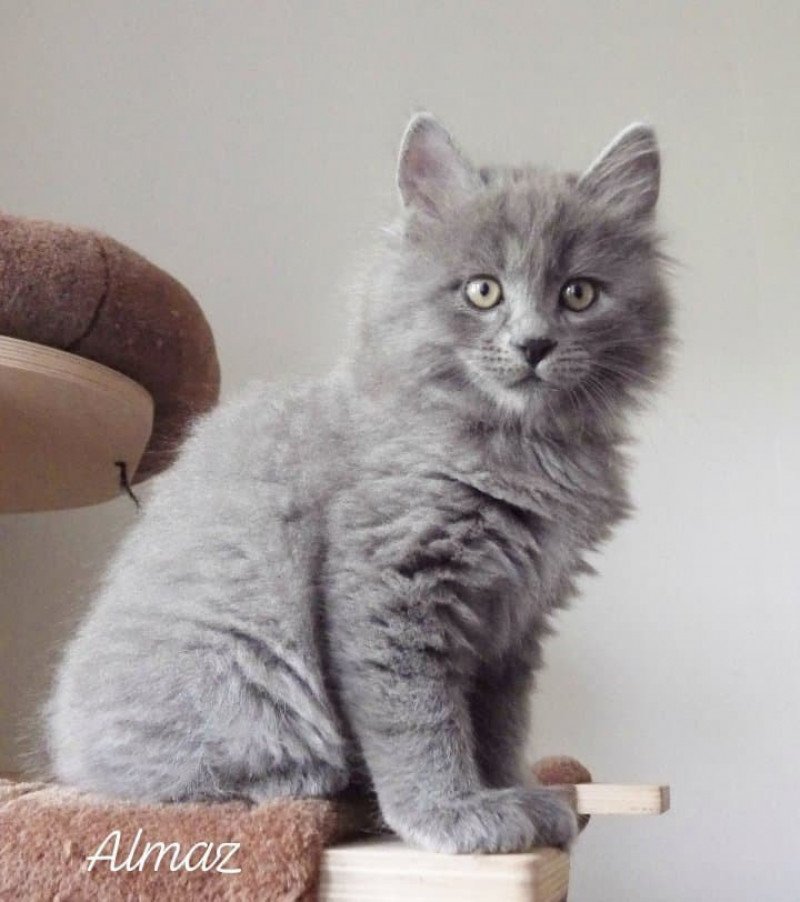 River of Almaz Des kurilians Breizh Mâle Kurilian Bobtail Longhair
