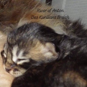 chaton Kurilian Bobtail Longhair brown mackerel tabby River of Anton Chatterie Des Kurilians Breizh Kurilian Bobtail Longhair brown blotched tabby
