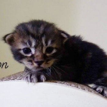 chaton Kurilian Bobtail Longhair brown mackerel tabby River of Anton Chatterie Des Kurilians Breizh Kurilian Bobtail Longhair brown blotched tabby