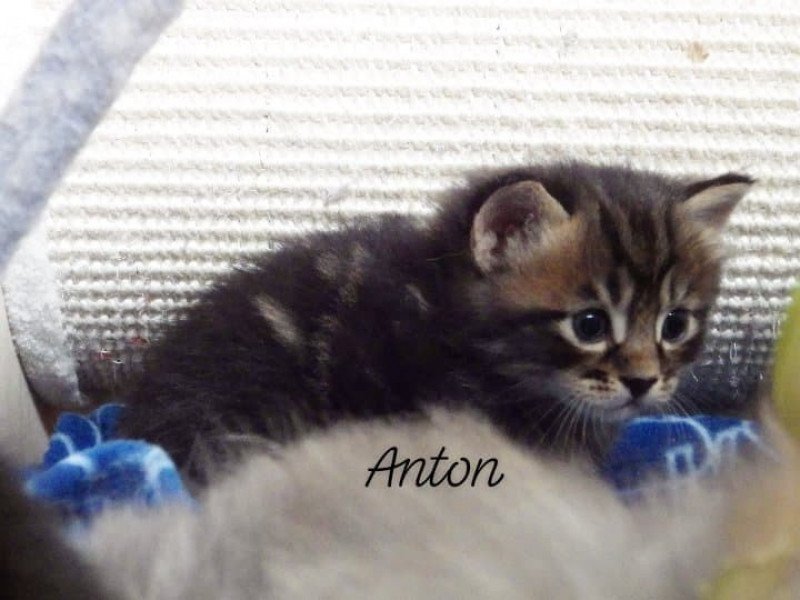 River of Anton Des kurilians Breizh Mâle Kurilian Bobtail Longhair