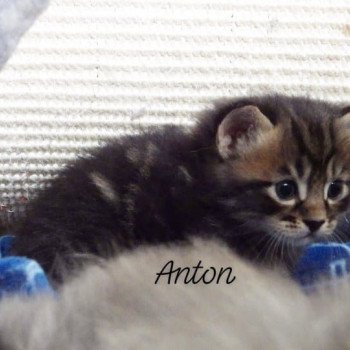 chaton Kurilian Bobtail Longhair brown mackerel tabby River of Anton Chatterie Des Kurilians Breizh Kurilian Bobtail Longhair brown blotched tabby
