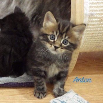 chaton Kurilian Bobtail Longhair brown blotched tabby River of Anton Chatterie Des Kurilians Breizh chaton Kurilian Bobtail Longhair brown blotched tabby River of Anton Chatterie Des Kurilians Breizh