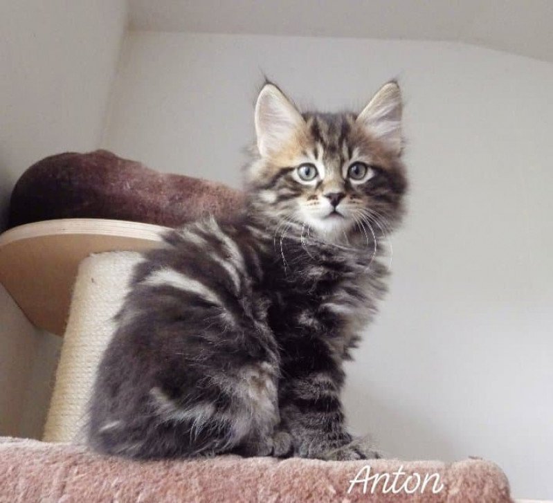 River of Anton Des kurilians Breizh Mâle Kurilian Bobtail Longhair