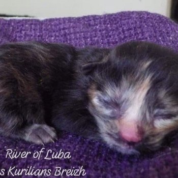 chaton Kurilian Bobtail Longhair black tortie River of Luba Chatterie Des Kurilians Breizh Kurilian Bobtail Longhair black tortie