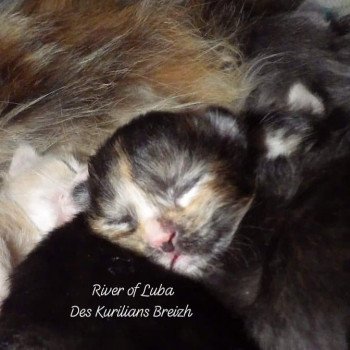chaton Kurilian Bobtail Longhair black tortie River of Luba Chatterie Des Kurilians Breizh Kurilian Bobtail Longhair black tortie