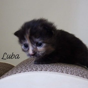 chaton Kurilian Bobtail Longhair black tortie River of Luba Chatterie Des Kurilians Breizh Kurilian Bobtail Longhair black tortie
