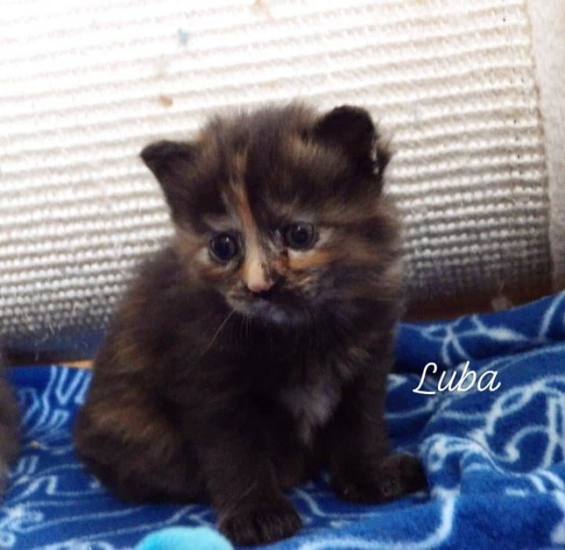 River of Luba Des kurilians Breizh Femelle Kurilian Bobtail Longhair