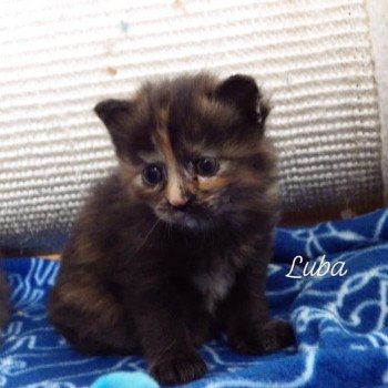 chaton Kurilian Bobtail Longhair black tortie River of Luba Chatterie Des Kurilians Breizh Kurilian Bobtail Longhair black tortie