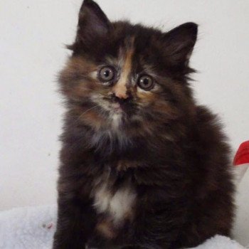 chaton Kurilian Bobtail Longhair black tortie River of Luba Chatterie Des Kurilians Breizh Kurilian Bobtail Longhair black tortie