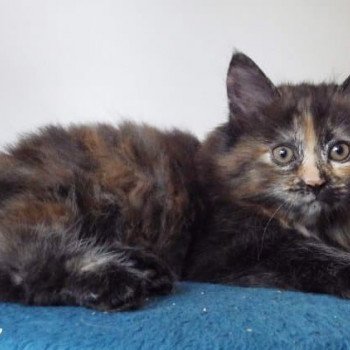 chaton Kurilian Bobtail Longhair black tortie River of Luba Chatterie Des Kurilians Breizh Kurilian Bobtail Longhair black tortie