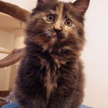 chat Kurilian Bobtail Longhair black tortie River of Luba Chatterie Des Kurilians Breizh Kurilian Bobtail Longhair black tortie