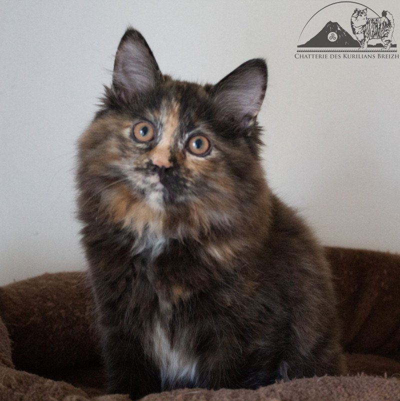 River of Luba Des kurilians Breizh Femelle Kurilian Bobtail Longhair