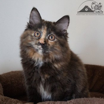 chat Kurilian Bobtail Longhair black tortie River of Luba Chatterie Des Kurilians Breizh Kurilian Bobtail Longhair black tortie