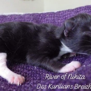 chaton Kurilian Bobtail Longhair black bicolor River of Nikita Chatterie Des Kurilians Breizh Kurilian Bobtail Longhair black bicolor