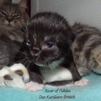 chaton Kurilian Bobtail Longhair black bicolor River of Nikita Chatterie Des Kurilians Breizh Kurilian Bobtail Longhair black bicolor
