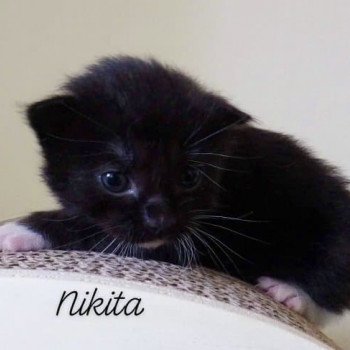 chaton Kurilian Bobtail Longhair black bicolor River of Nikita Chatterie Des Kurilians Breizh Kurilian Bobtail Longhair black bicolor