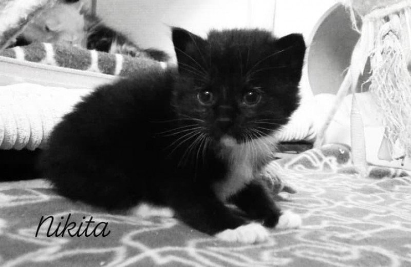 River of Nikita Des kurilians Breizh Mâle Kurilian Bobtail Longhair