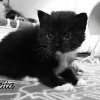 chaton Kurilian Bobtail Longhair black bicolor River of Nikita Chatterie Des Kurilians Breizh Kurilian Bobtail Longhair black bicolor