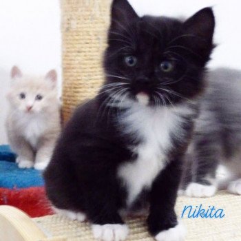 chaton Kurilian Bobtail Longhair black bicolor River of Nikita Chatterie Des Kurilians Breizh chaton Kurilian Bobtail Longhair black bicolor River of Nikita Chatterie Des Kurilians Breizh