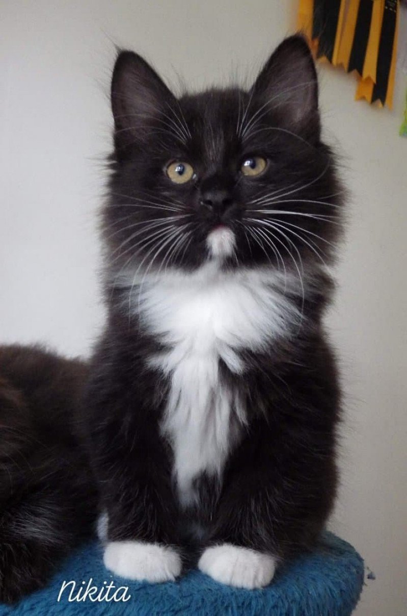 River of Nikita Des kurilians Breizh Mâle Kurilian Bobtail Longhair