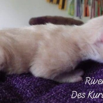 chaton Kurilian Bobtail Longhair cream mackerel tabby bicolor River of Pavel Chatterie Des Kurilians Breizh Kurilian Bobtail Longhair cream mackerel tabby bicolor