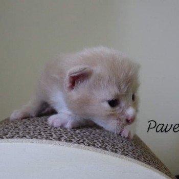 chaton Kurilian Bobtail Longhair cream mackerel tabby bicolor River of Pavel Chatterie Des Kurilians Breizh Kurilian Bobtail Longhair cream mackerel tabby bicolor