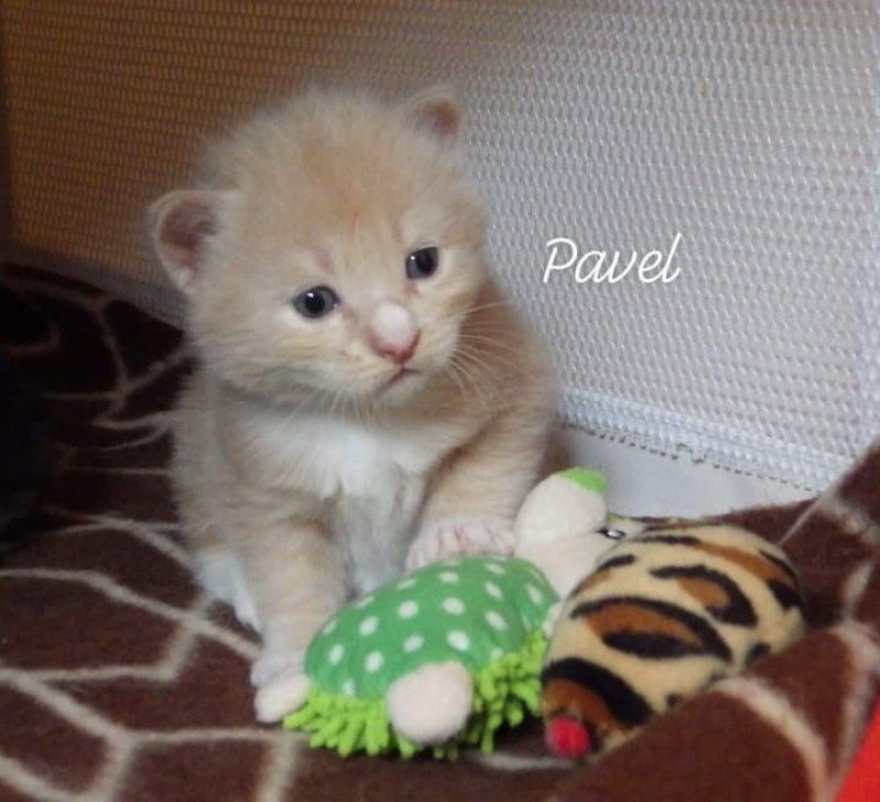 River of Pavel Des kurilians Breizh Mâle Kurilian Bobtail Longhair
