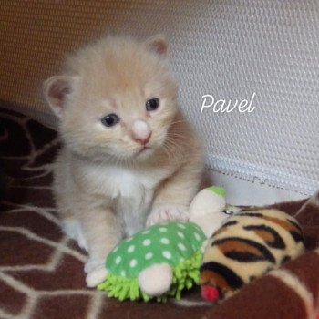 chaton Kurilian Bobtail Longhair cream mackerel tabby bicolor River of Pavel Chatterie Des Kurilians Breizh Kurilian Bobtail Longhair cream mackerel tabby bicolor