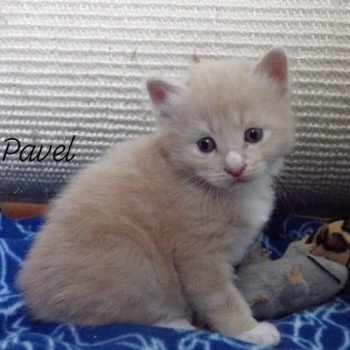 chaton Kurilian Bobtail Longhair cream mackerel tabby bicolor River of Pavel Chatterie Des Kurilians Breizh Kurilian Bobtail Longhair cream mackerel tabby bicolor
