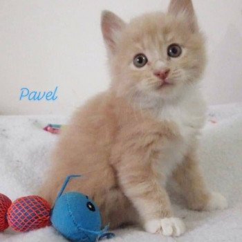 chaton Kurilian Bobtail Longhair cream mackerel tabby bicolor River of Pavel Chatterie Des Kurilians Breizh Kurilian Bobtail Longhair cream mackerel tabby bicolor