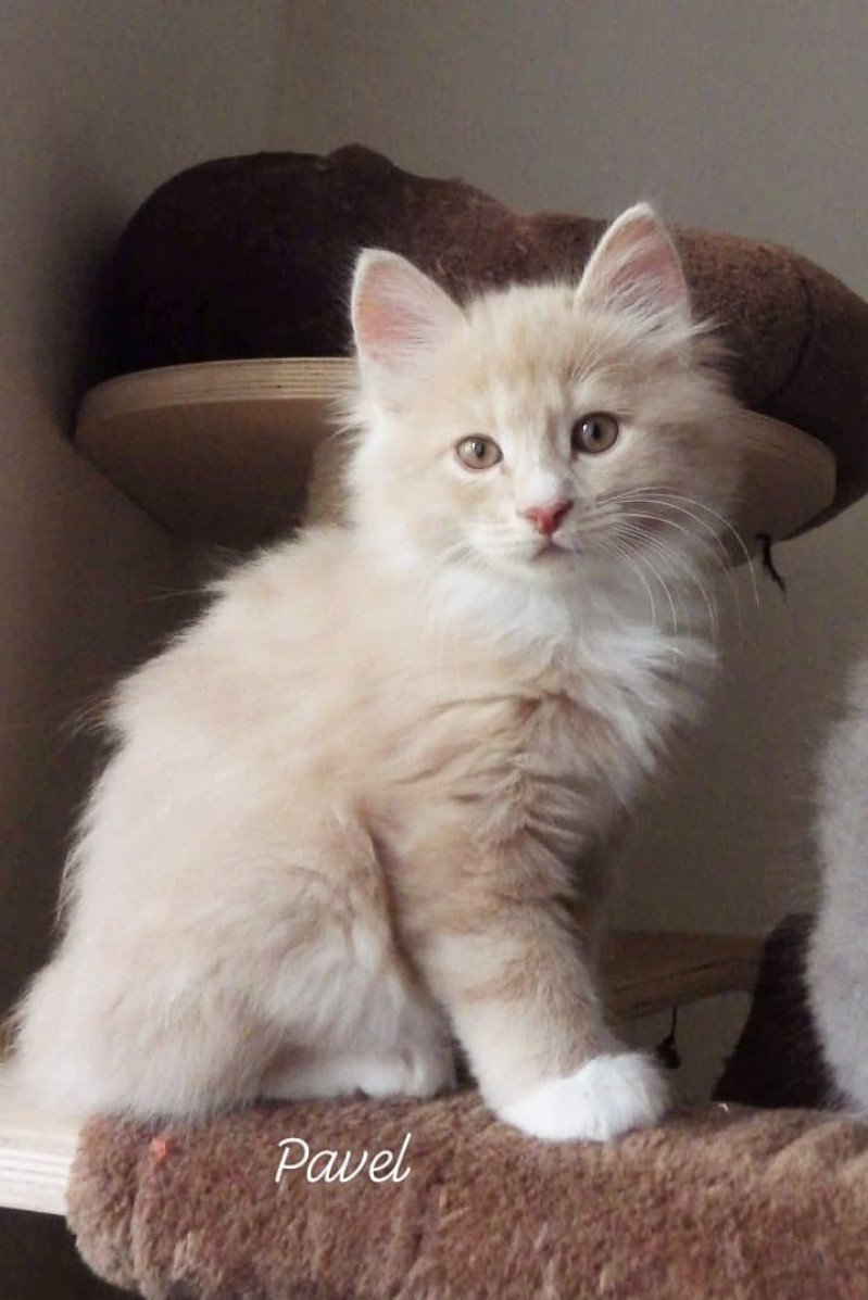 River of Pavel Des kurilians Breizh Mâle Kurilian Bobtail Longhair