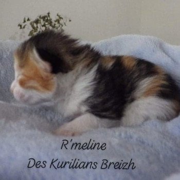 chaton Kurilian Bobtail Longhair brown tortie mackerel tabby bicolor R'Meline Chatterie Des Kurilians Breizh chaton Kurilian Bobtail Longhair brown tortie mackerel tabby bicolor R'Meline Chatterie Des Kurilians Breizh