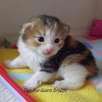 chaton Kurilian Bobtail Longhair brown tortie mackerel tabby bicolor R'Meline Chatterie Des Kurilians Breizh chaton Kurilian Bobtail Longhair brown tortie mackerel tabby bicolor R'Meline Chatterie Des Kurilians Breizh