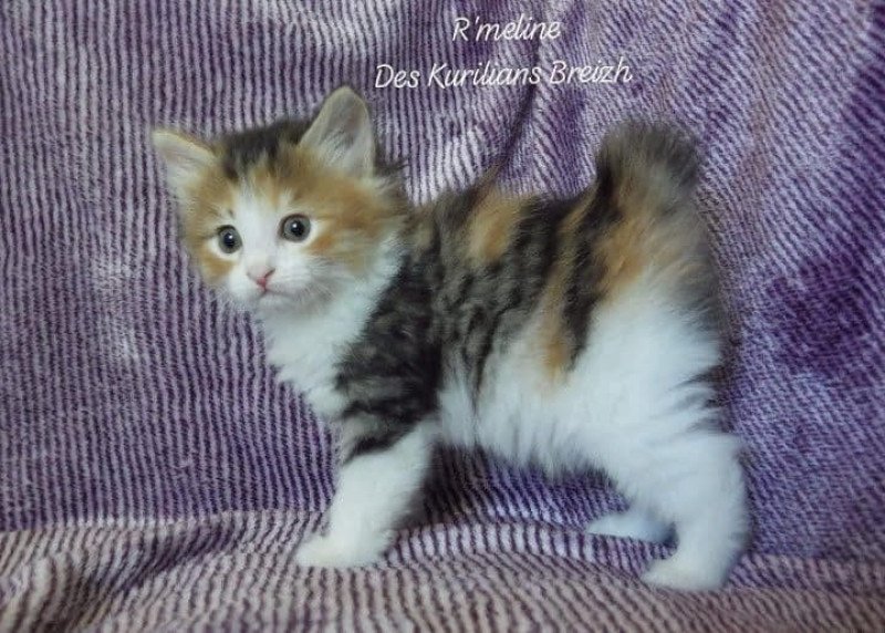 R'Meline Des kurilians Breizh Femelle Kurilian Bobtail Longhair