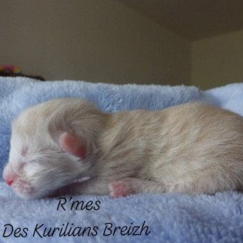 chaton Kurilian Bobtail Longhair red silver mackerel tabby R'Mes Chatterie Des Kurilians Breizh Kurilian Bobtail Longhair red silver mackerel tabby