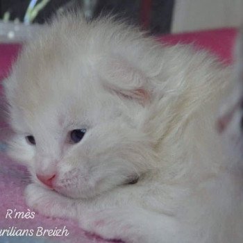 chaton Kurilian Bobtail Longhair red silver mackerel tabby R'Mes Chatterie Des Kurilians Breizh Kurilian Bobtail Longhair red silver mackerel tabby