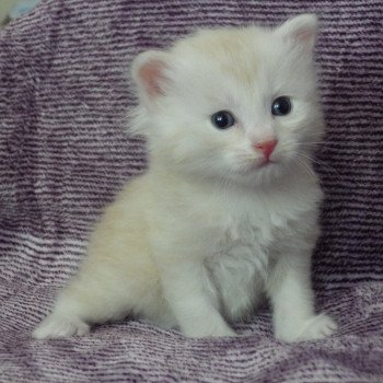 chaton Kurilian Bobtail Longhair red silver mackerel tabby R'Mes Chatterie Des Kurilians Breizh Kurilian Bobtail Longhair red silver mackerel tabby