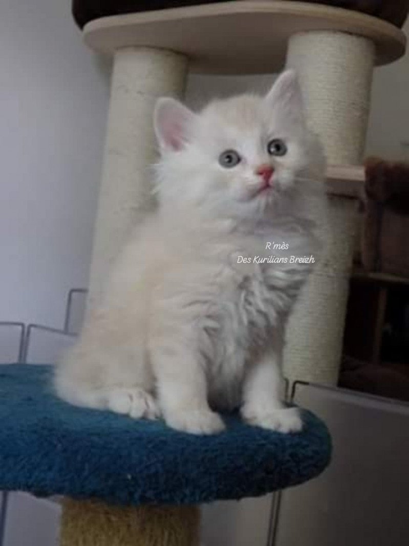 R'Mès Des kurilians Breizh Mâle Kurilian Bobtail Longhair
