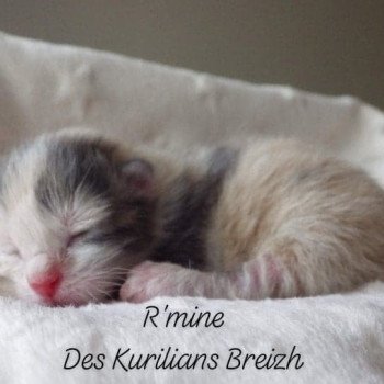 chaton Kurilian Bobtail Longhair blue tortie bicolor R'Mine Chatterie Des Kurilians Breizh chaton Kurilian Bobtail Longhair blue tortie bicolor R'Mine Chatterie Des Kurilians Breizh