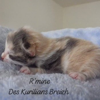 chaton Kurilian Bobtail Longhair blue tortie bicolor R'Mine Chatterie Des Kurilians Breizh chaton Kurilian Bobtail Longhair blue tortie bicolor R'Mine Chatterie Des Kurilians Breizh